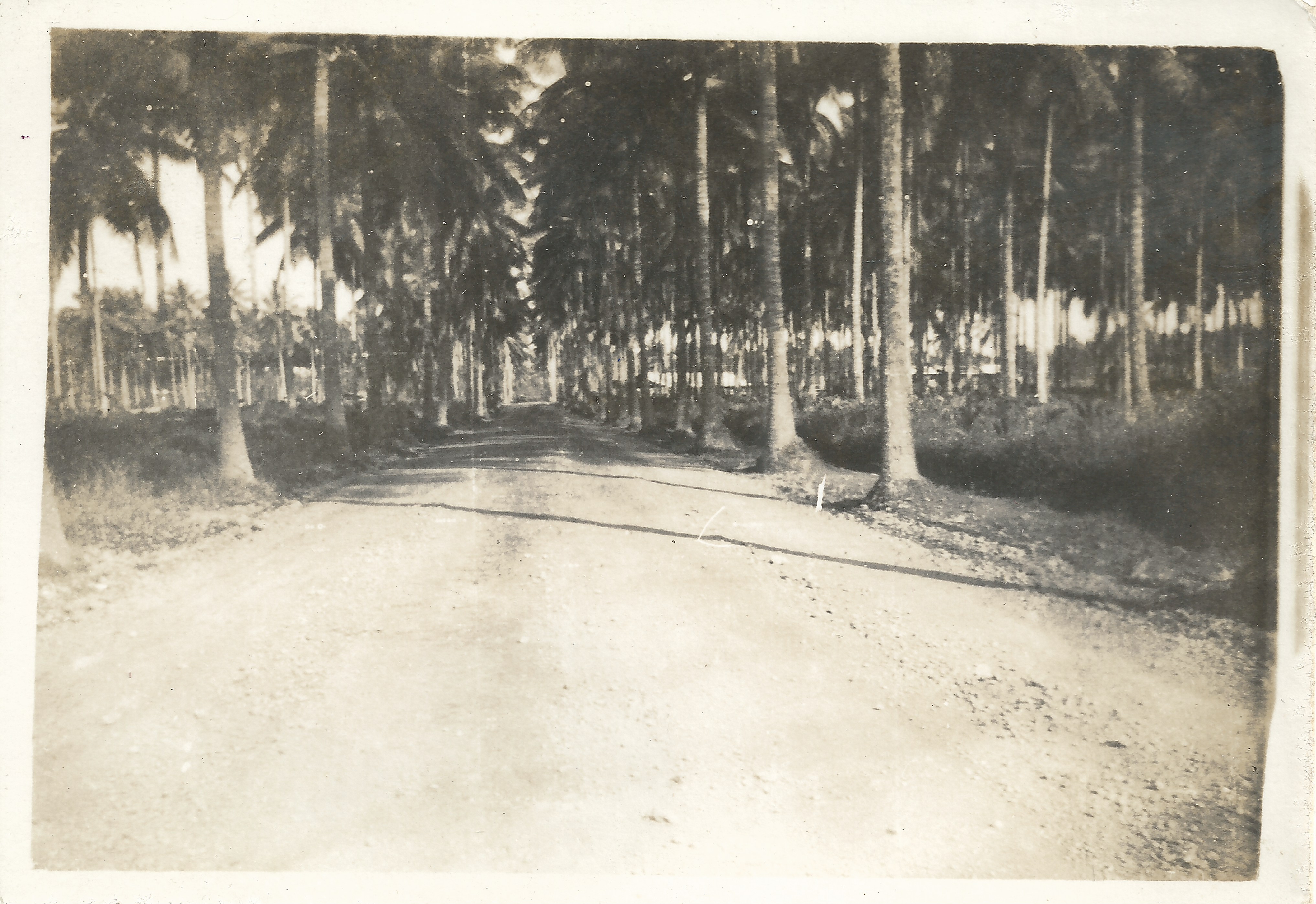 Road through copra plantation